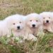 Cuccioli di pastore abruzzese