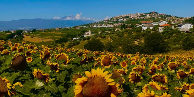 girasoli città sant'angelo