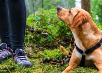 sentieri con cane nel Parco Maiella