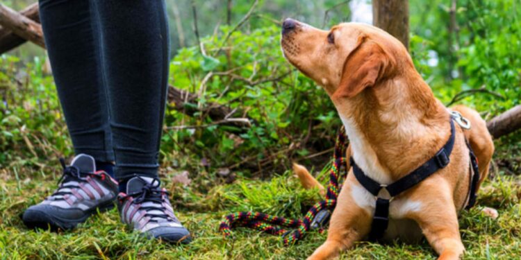 sentieri con cane nel Parco Maiella