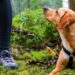 sentieri con cane nel Parco Maiella