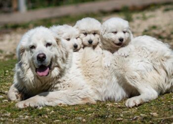 pastore abruzzese con cuccioli