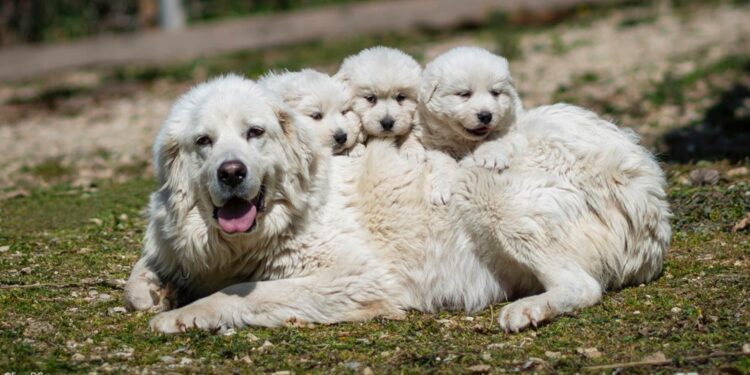 pastore abruzzese con cuccioli