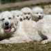 pastore abruzzese con cuccioli