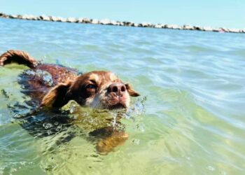 spiagge cane