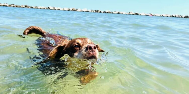 spiagge cane