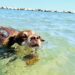 spiagge cane