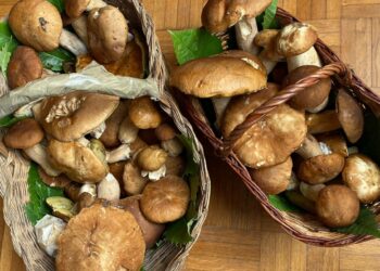 FUNGHI PORCINI IGP DI BORGOTARO r