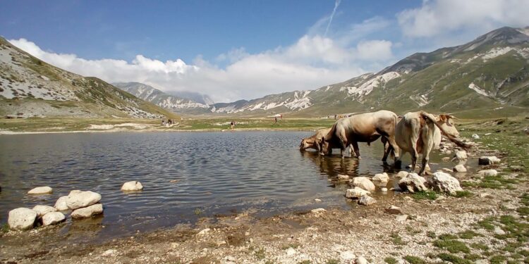 grazie abruzzo