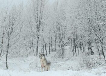 lupo appenninico nel centro wwf di pretoro