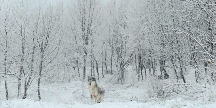 lupo appenninico nel centro wwf di pretoro