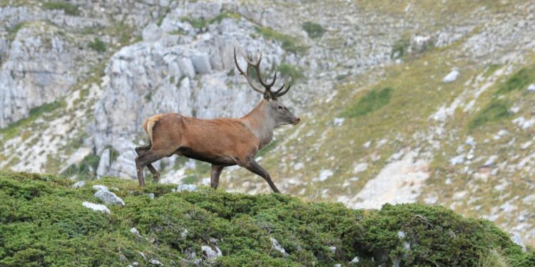 cervi in amore nel parco nazionale abruzzo