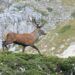 cervi in amore nel parco nazionale abruzzo