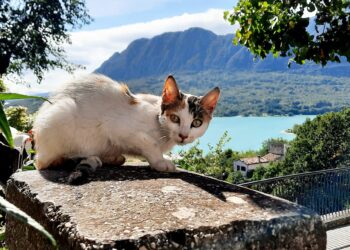 gatto castel san vincenzo