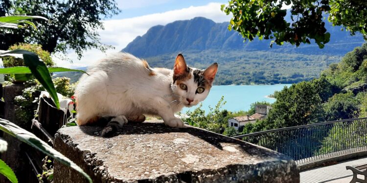 gatto castel san vincenzo