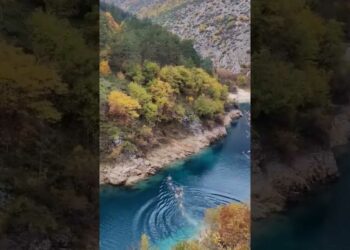 cervi nuotano lago san domenico video