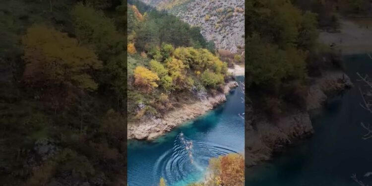 cervi nuotano lago san domenico video