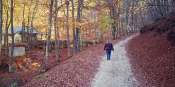 Bosco di Fonte Romana