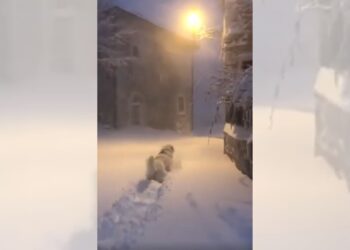 cane nella neve roccacaramanico