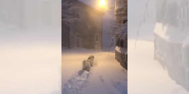 cane nella neve roccacaramanico