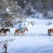 Pescasseroli, Colli e al Bosco della Difesa