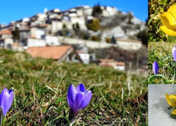 Crocus e Pie' di Gallo a Rovere (AQ)