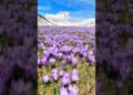 crocus campo imperatore